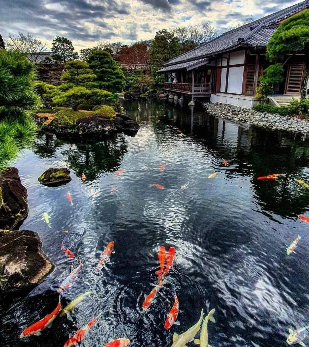 中西方锦鲤鱼池,不同风格的美._景观