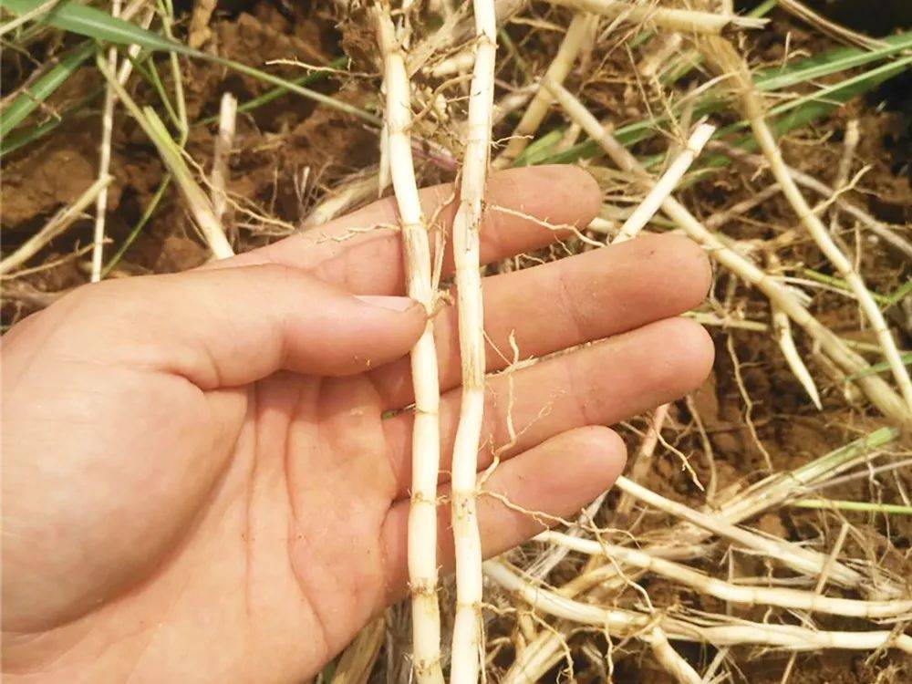 这一入侵植物,美国花百万美金清除,国内却常年种植,15元1斤_丝茅草