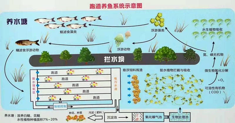 农村致富新技术:生态智能高效池塘内循环流水养殖系统
