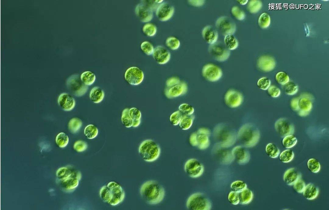 发菜被列入国家一级保护植物,但实际上发菜不是植物,是为什么?_细胞