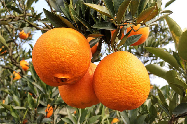 “脐聚三溪，橙献世界”2020金堂脐橙采摘节在三溪镇启动
