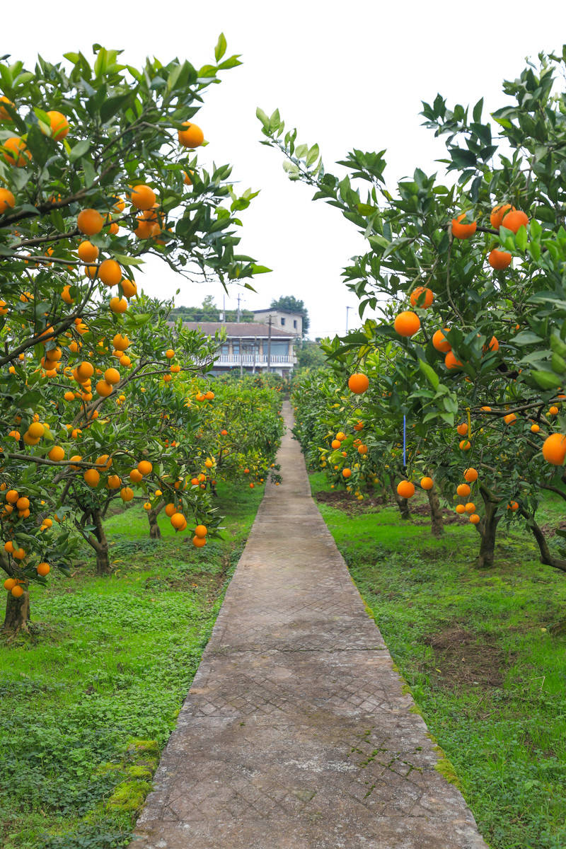 阿蒂仙柑橘园图片
