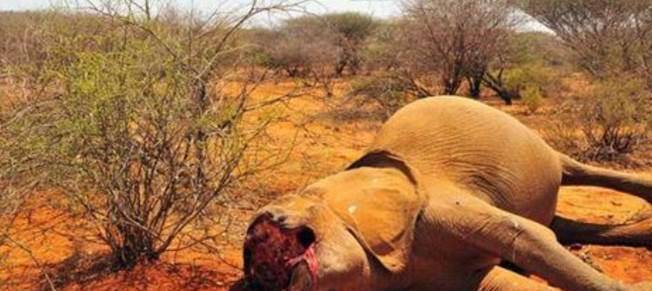 去非洲旅游时，为何不要靠近死后的大象？导游：危险快回来！