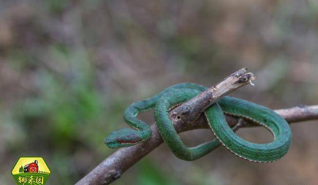原创农村老人管蛇叫守家仙简单的农村俗语里蕴含着大智慧