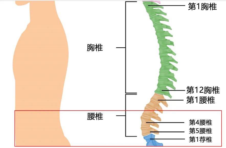 腰椎人体结构图高清图片