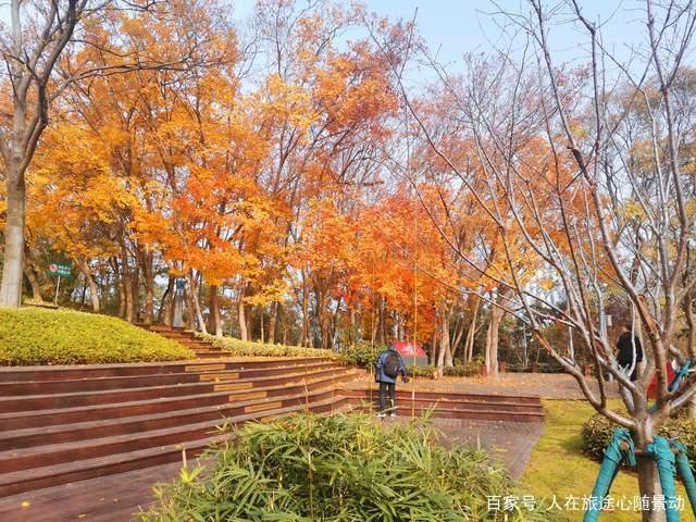 南京江宁竹山公园美爆的免费赏枫景点地处闹市却鲜为人知