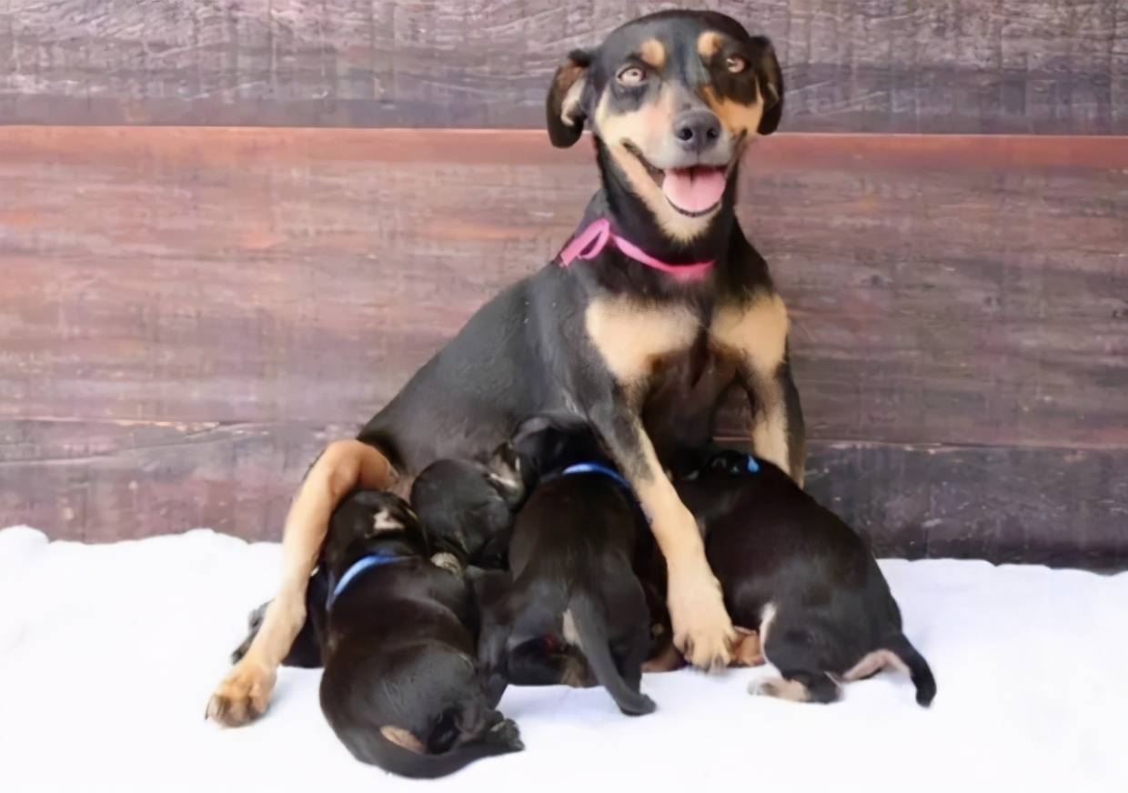 摄影师接拍了一个孕妇照,主角竟然是只狗,拍摄效果自己都没想到