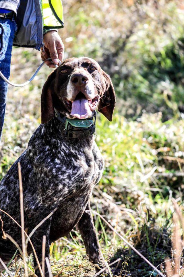 走放鹰去看看纳西人如何用鹰捕猎