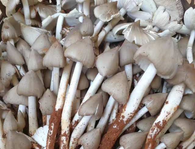 科学家花了20年至今没能破解出它的种植方法再不吃就吃不起了