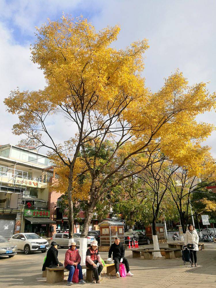 昆明人的冬日乐趣一赏滇朴、遨游书海、吃过桥米线!_搜狐网