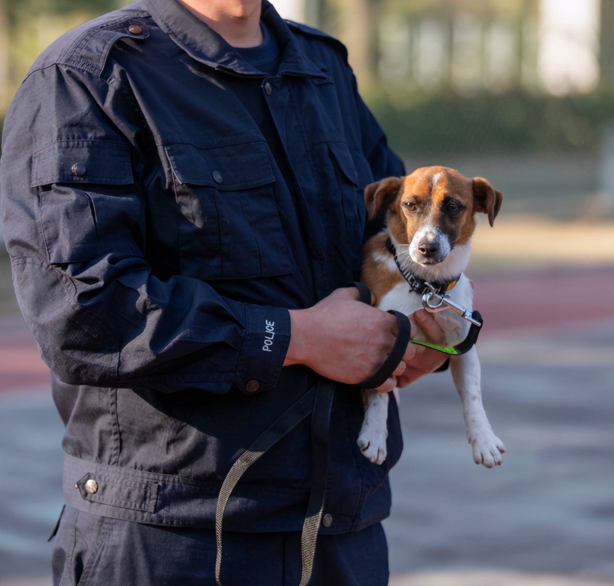 中国警犬添加新成员了这几种狗狗你认识吗