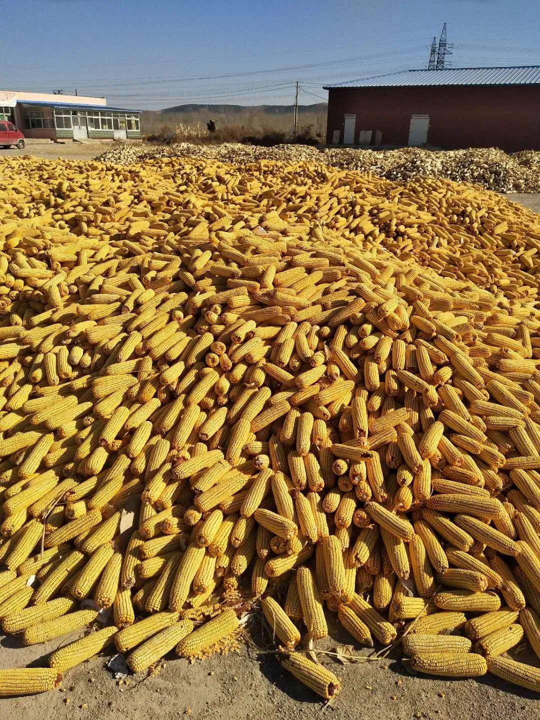 官方解答,玉米涨价原因 北方新农村注意到,不久前一场重要的记者发布