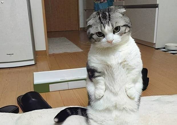 折耳猫天生就有缺陷为了它好请不要养它