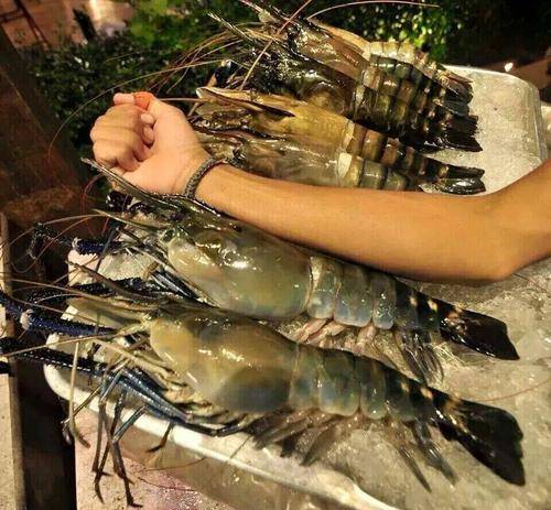 越南沼虾图片