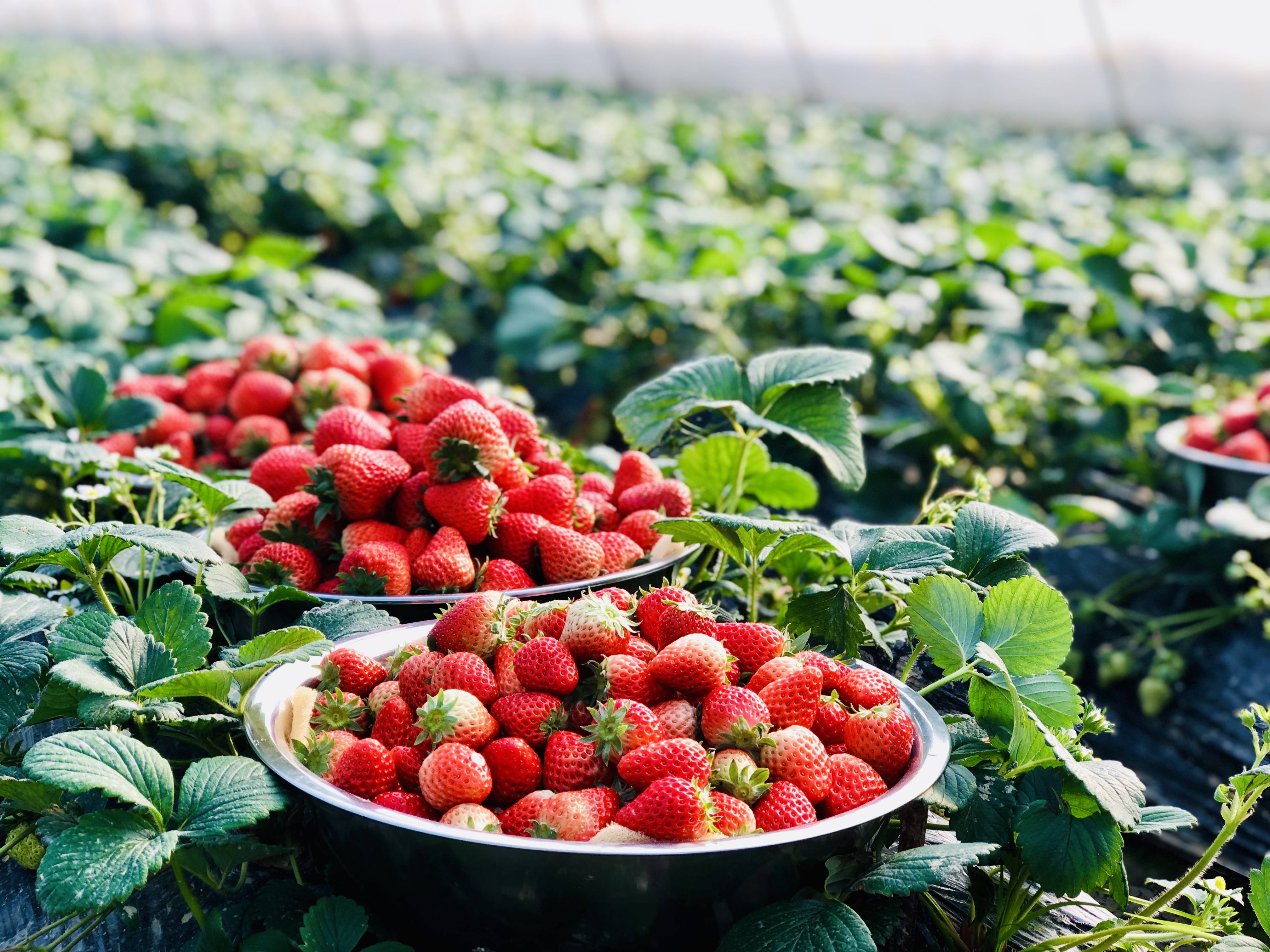 金奖全国草莓擂台赛南京傅家边精品草莓独占鳌头