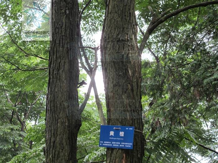 红木家具烘干要掌握的几个基本要素