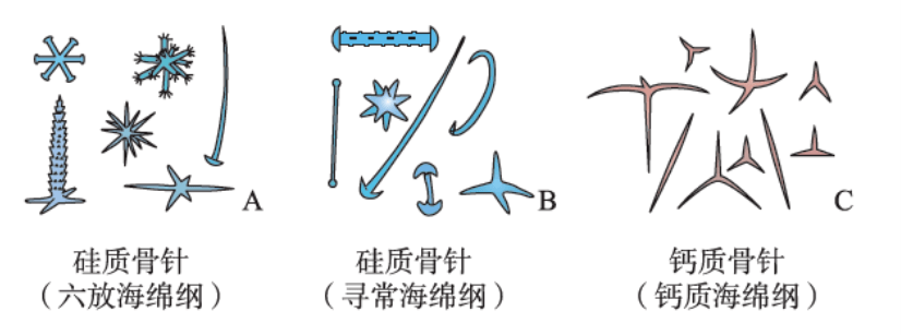 海绵骨针化石图片