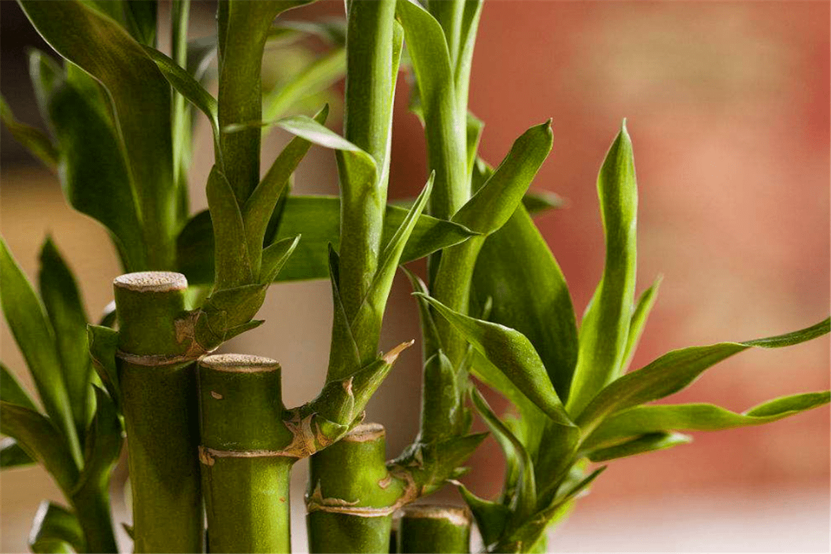 古代俗语:"门前种竹,子孙享福",啥意思?门前种竹有啥讲究