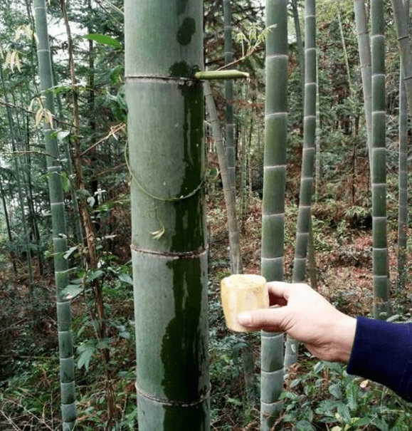 原创竹筒酒骗局曝光前脚注入白酒后脚就高价售卖网友防不胜防