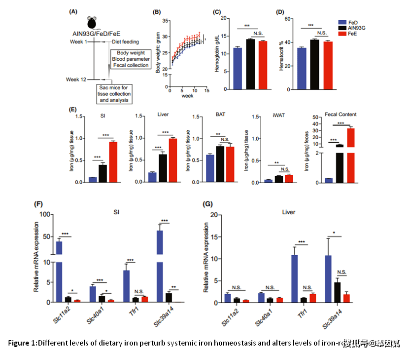 我國科學家揭示鐵與腸道菌群之間的關係