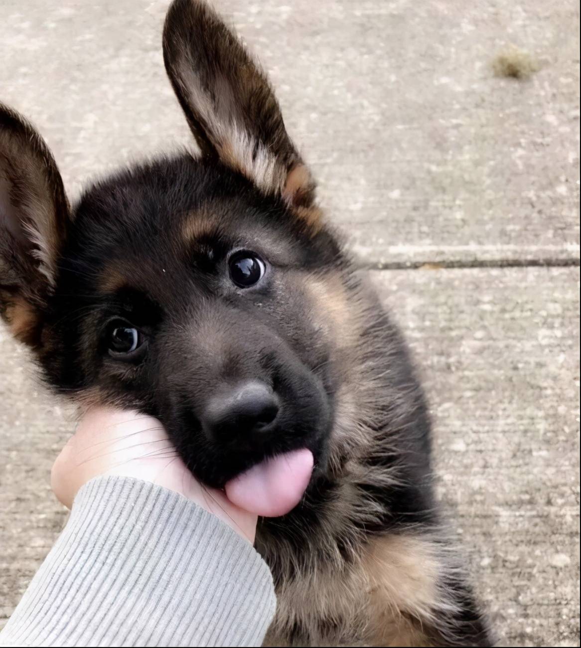 为什么德国牧羊犬普遍活不到13岁背后的原因让人落泪