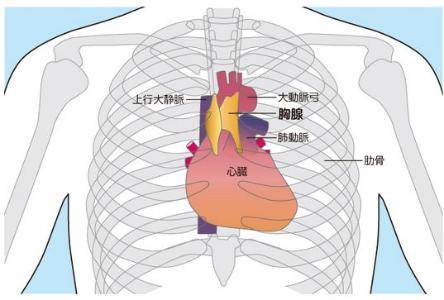 胸腺位置图图片