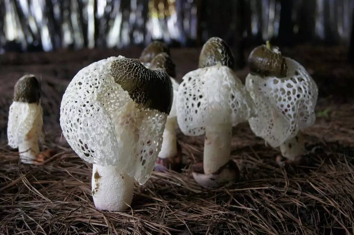 02竹荪的价值如果说起竹荪的营养价值,那还真是值得称赞!