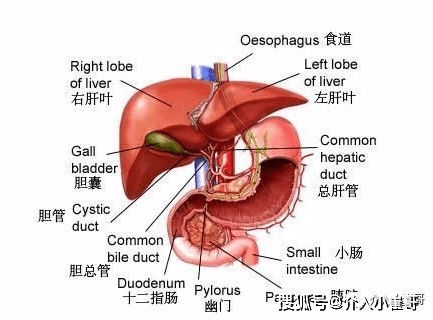 肝臟s8在哪裡小崔哥為您講解肝臟解剖位置