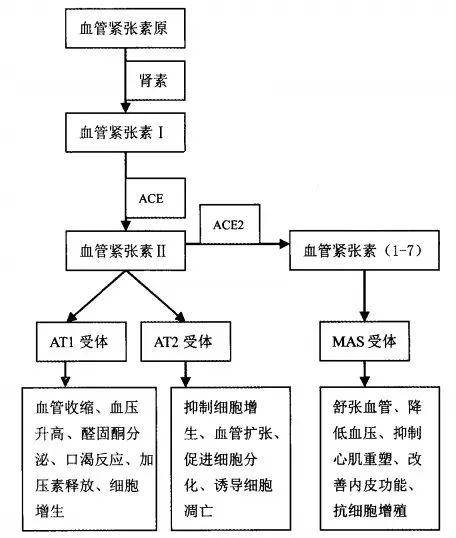 敏使朗药理机制图片