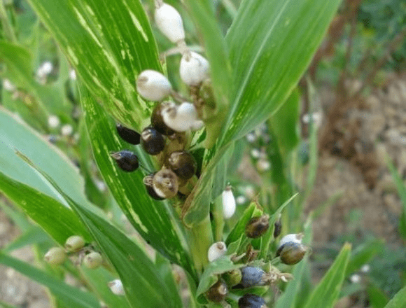 减肥不成功湿气太重别再迷信这2种祛湿食物了告诉你背后原因
