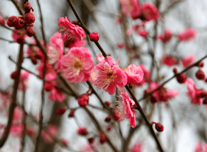 这三个星座下个下个星期不用愁他们桃花会很旺脱单几率大