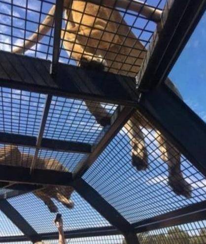 一个不一样的野生动物园，竟把人装进笼子，让狮子们来围观！