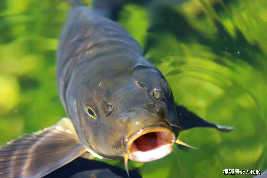 為了家人身體健康,釣到這三種魚千萬別吃_鯰魚