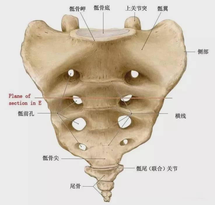 腰骶部的位置示意图图片