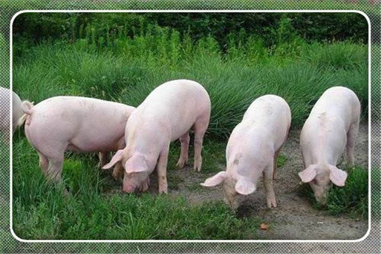 原创50岁的人想在农村发展畜牧业,养什么比较好,有前景?