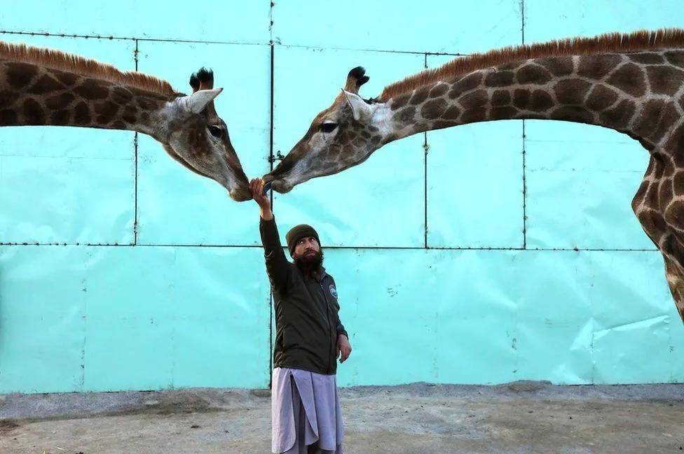 fayaz aziz/reuters 巴基斯坦:北部的白沙瓦動物園,一名動物園管理員