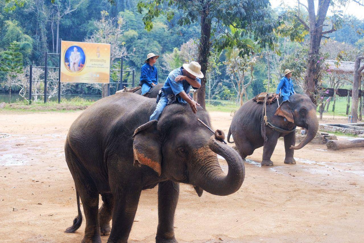 泰国人快哭了：中国人再不来旅游，大象都快吃不起饭了！