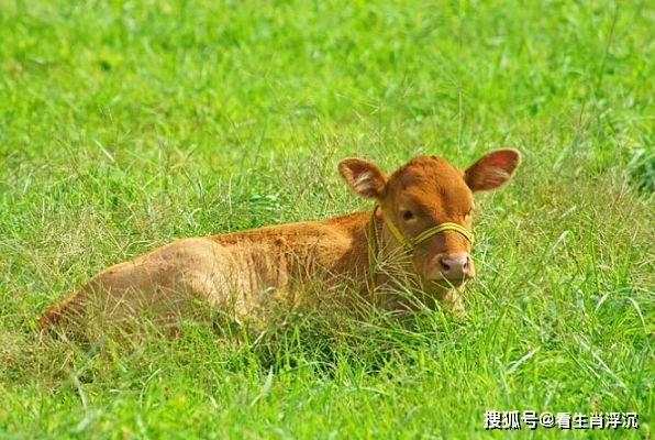 生肖运势浮沉怎么办呢(生肖运势浮沉怎么办呢女生)