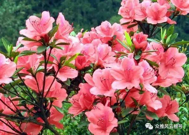 中国的十大名花，你知道几个？ - 家居园艺