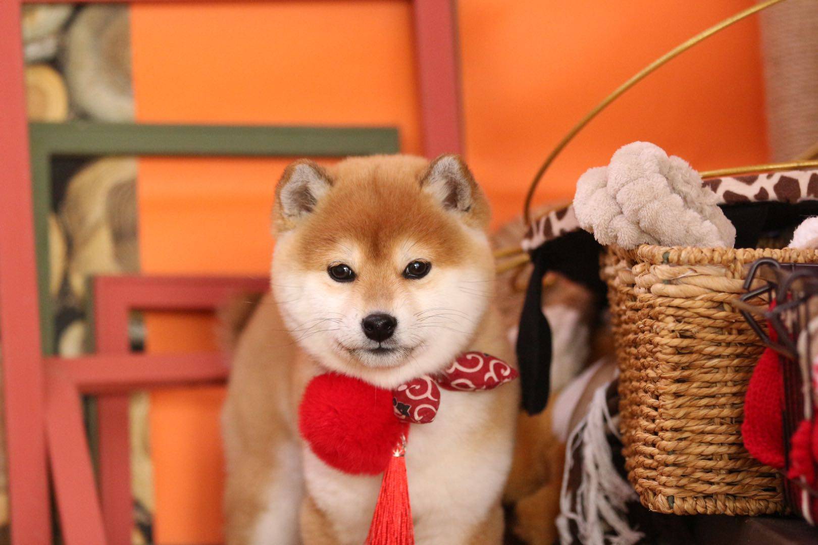 如何挑选出品相好的黑柴黑柴挑选干货分享