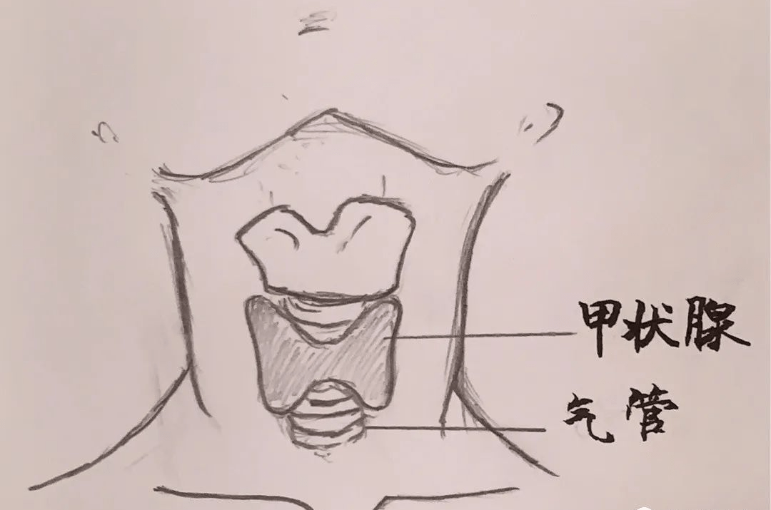 南昌博大甲状腺甲状腺功能与疾病知多少