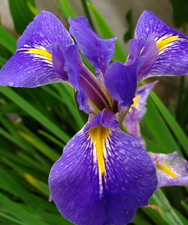 鸢尾花是爱情和友情的象征也是光明和自由的花是美好的人生