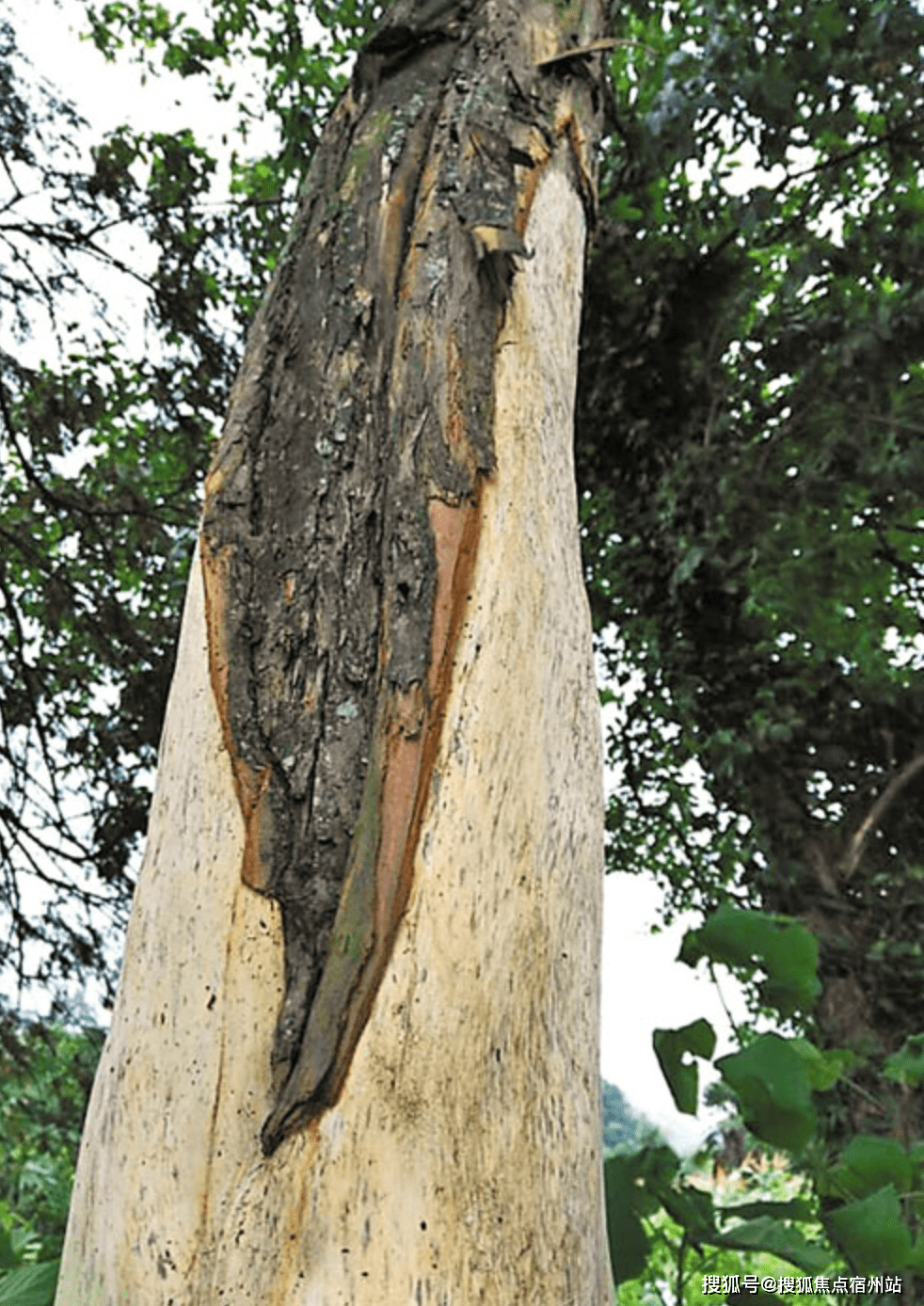 2016年,云南27棵红豆杉遭盗伐,树龄基本都在300年以上.