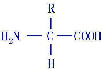 比例一,l型丙氨酸,精氨酸,脯氨酸,絲氨酸,蘇氨酸,添加比例0.1~0.5g