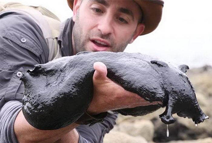 直到香奈儿(chanel)拥有的冒险家coyote peterson勇敢的荒野打开世界