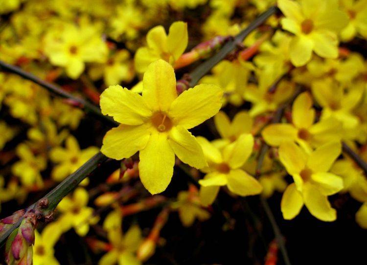 迎春花是迎接春天的到来,金黄色的花朵,为春天镶上了金边