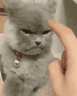 猫咪生气gif图片