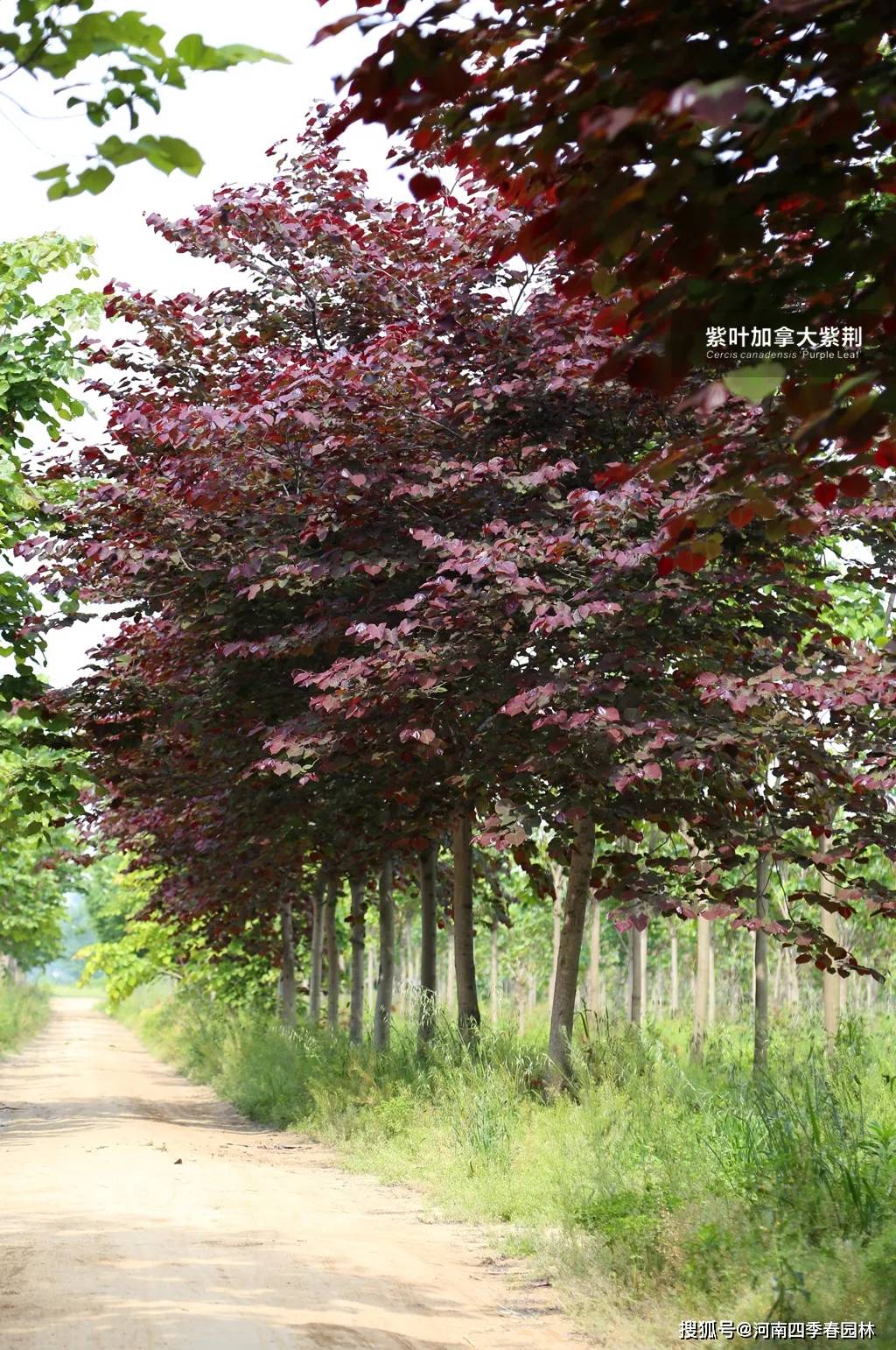 24种"四季春"系列紫荆树苗木产品,助力打造精美紫荆园!_加拿大