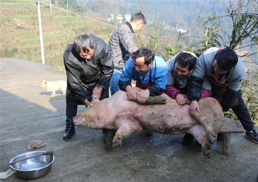 杀年猪了快来看看筠连腾达斯栗村吃的刨锅汤安逸不