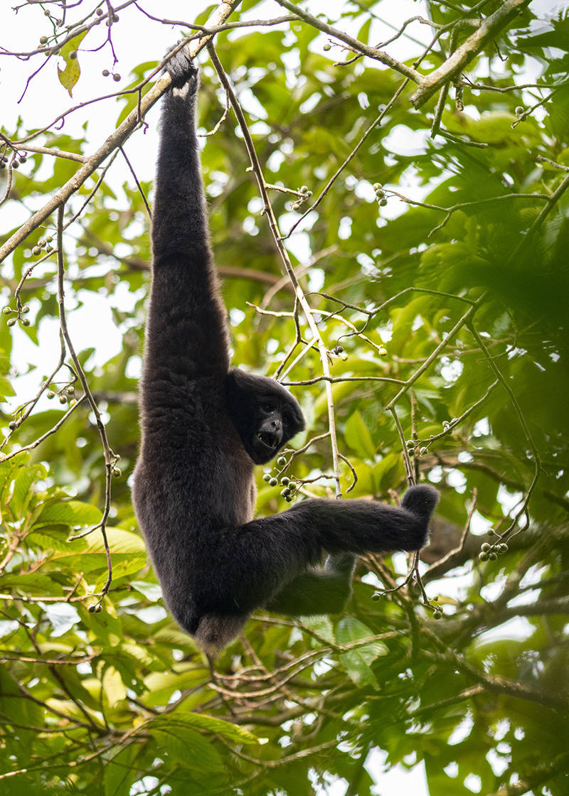 时隔两年云南这对长臂猿母子再次被拍到